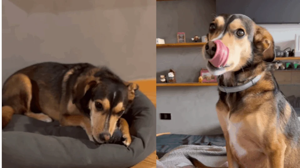 VÍDEO: cachorro brasileiro só obedece comandos em inglês e viraliza