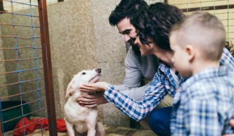 6 motivos para não comprar um cachorro