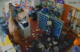 Cavalo invade loja em Palmeiras das Missões (RS) e causa caos; assista vídeo