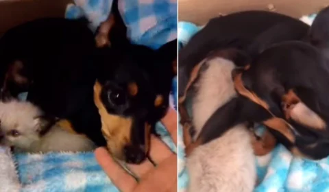 VÍDEO: cadela adota gatinho e surpreende ao começar a produzir leite