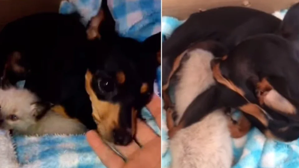 VÍDEO: cadela adota gatinho e surpreende ao começar a produzir leite