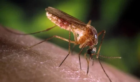 Brasil recebe certificado de país livre da elefantíase pela OMS