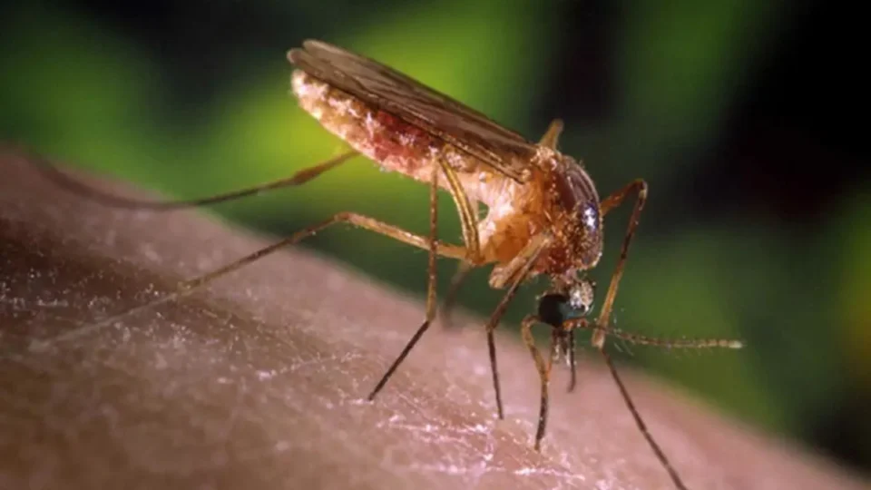 Brasil recebe certificado de país livre da elefantíase pela OMS