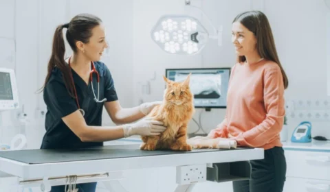 Veja como proteger seu animal dos riscos de envenenamento