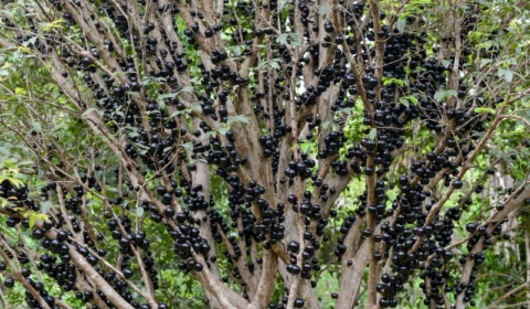 Colheita da jabuticaba começa nesta sexta-feira (08) em Taquaruçu