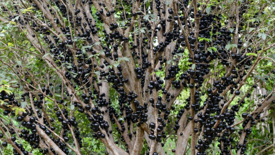 Colheita da jabuticaba começa nesta sexta-feira (08) em Taquaruçu