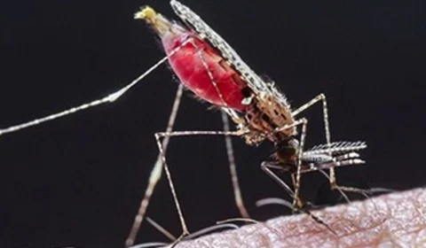 Dia da Malária nas Américas reforça prevenção e tratamento da doença