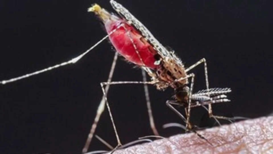 Dia da Malária nas Américas reforça prevenção e tratamento da doença