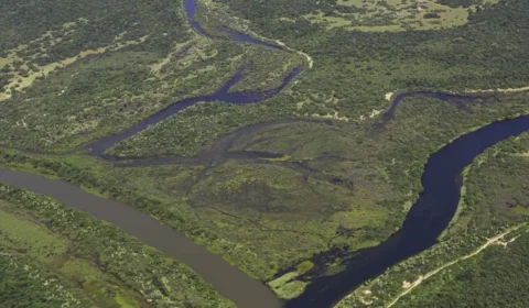Maior parte da Mata Atlântica tem menos de 30% de vegetação nativa
