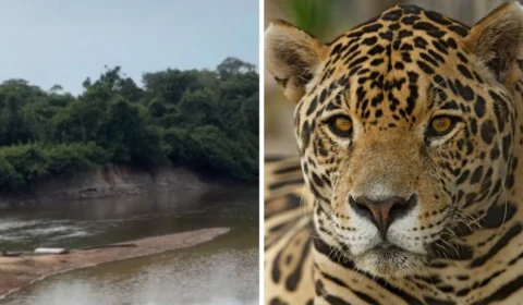 Você já ouviu? Rugido de onça-pintada surpreende internautas e viraliza