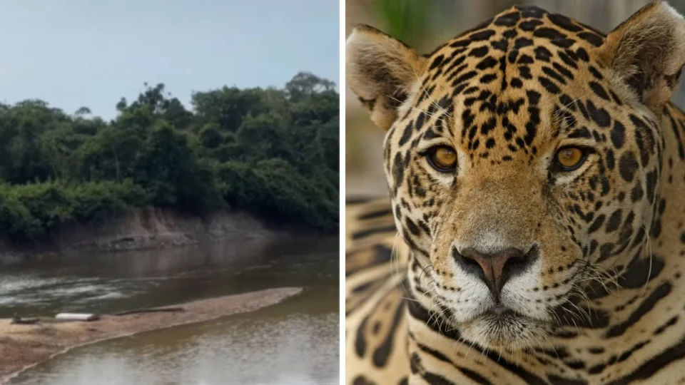 Você já ouviu? Rugido de onça-pintada surpreende internautas e viraliza