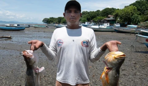 Peixes do rio Madeira estão altamente contaminados por mercúrio, aponta estudo