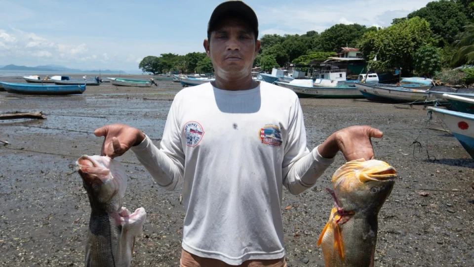 Peixes do rio Madeira estão altamente contaminados por mercúrio, aponta estudo