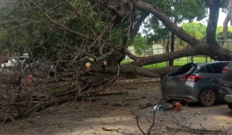 Chuvas fortes causam queda de árvores em diversas regiões do DF
