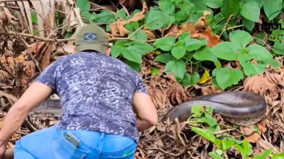 VÍDEO: sucuri de 4,5 metros é encontrada em quintal de casa