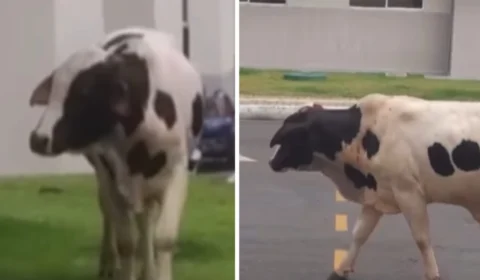 Vaca invade condomínio em Manaus e vídeo viraliza; assista momento inusitado
