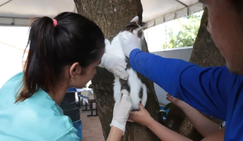 Vacinação Antirábica: Campanha em Araguaína Intensifica Imunização em Cães e Gatos