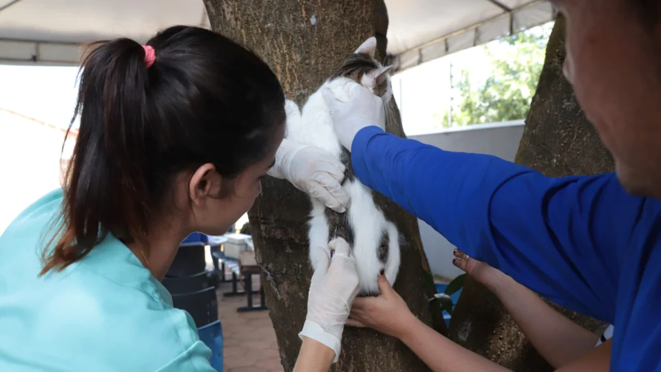 Vacinação Antirábica: Campanha em Araguaína Intensifica Imunização em Cães e Gatos