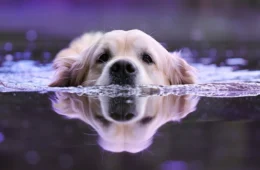 Brasil tem terceira maior população pet do mundo; confira projetos