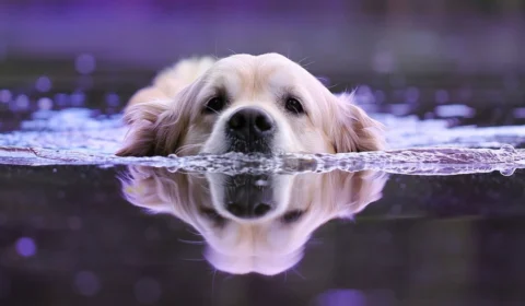 Brasil tem terceira maior população pet do mundo; confira projetos