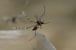 Acre enfrenta aumento alarmante nos casos de dengue em 2024; confira os números