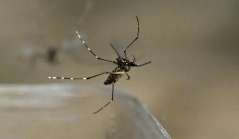 Acre enfrenta aumento alarmante nos casos de dengue em 2024; confira os números