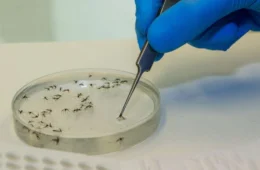 Febre Oropouche: Acre registra aumento alarmante de casos da doença