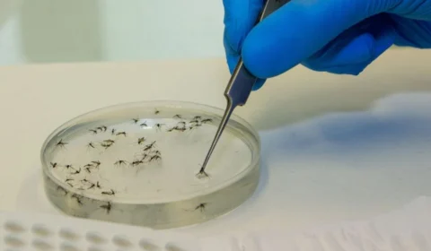 Febre Oropouche: Acre registra aumento alarmante de casos da doença