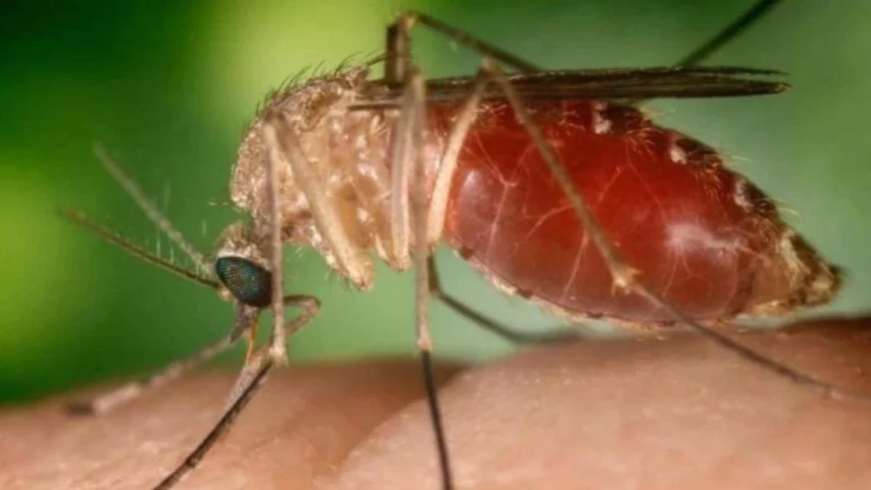 Febre oropouche: mais de 11 mil casos são registrados no Brasil