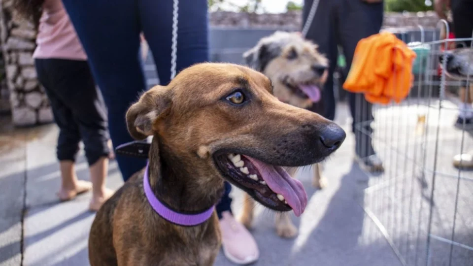 Confira edital de cadastro para entidades receberem ração animal gratuita em RO