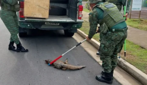 Filhote de jacaré ferido é encontrado e resgatado em avenida de Manaus