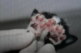 Mulher que queimou filhotes de gatos vivos é presa em Manaus