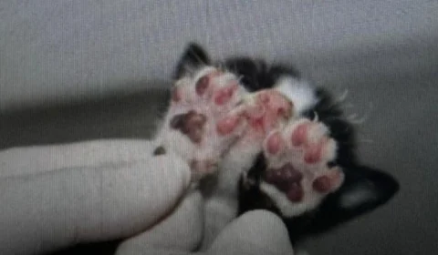 Mulher que queimou filhotes de gatos vivos é presa em Manaus