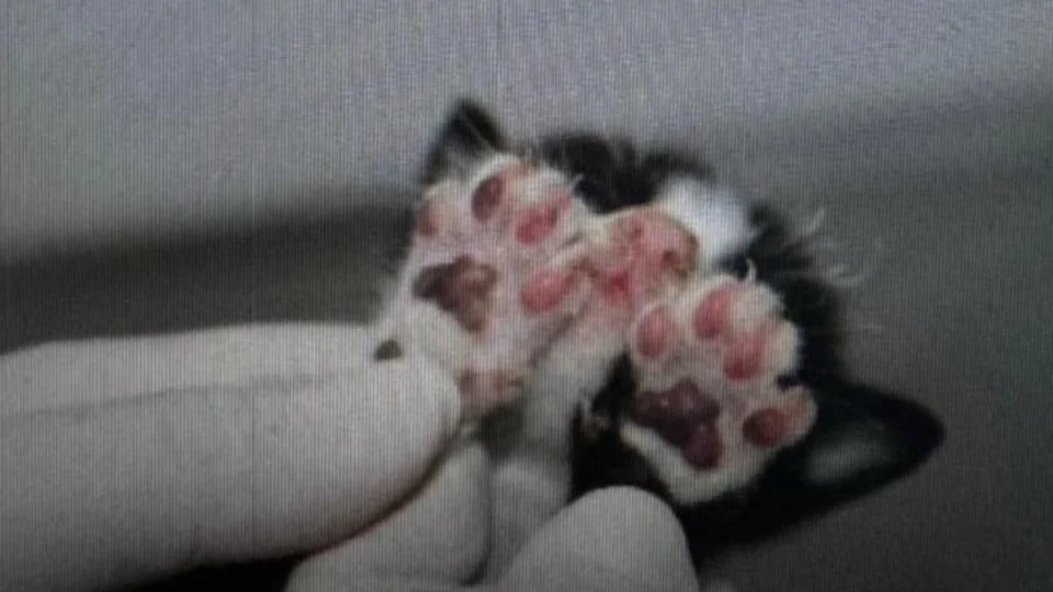 Mulher que queimou filhotes de gatos vivos é presa em Manaus