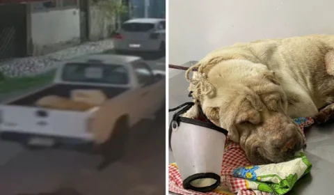 Homem é preso por maus-tratos após abandonar cachorro em Manaus