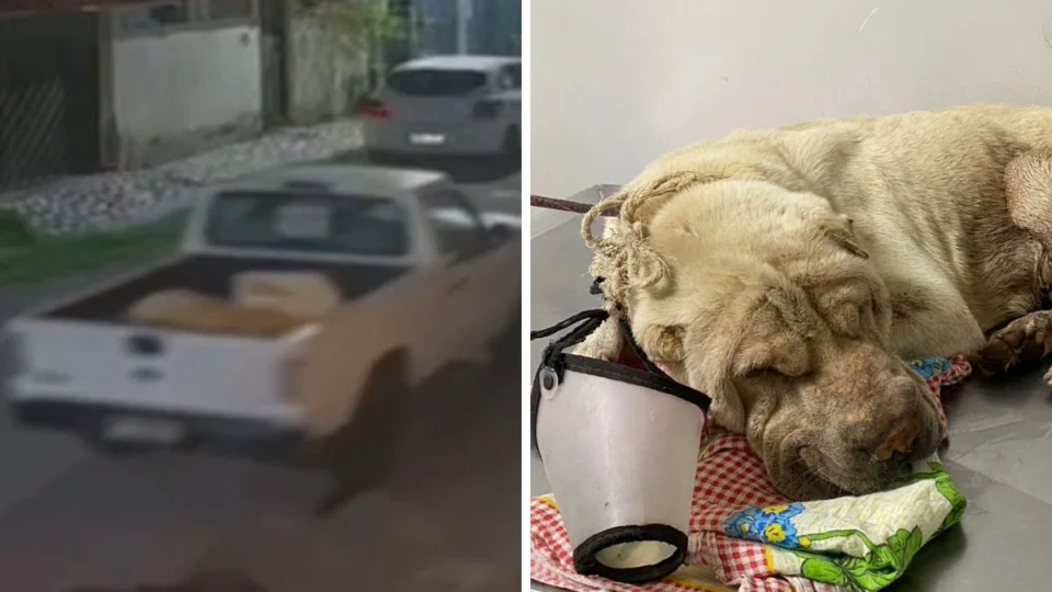 Homem é preso por maus-tratos após abandonar cachorro em Manaus