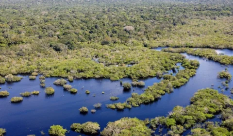 ‘Rato anfíbio’ e outras 26 espécies são descobertas em expedição na Amazônia peruana