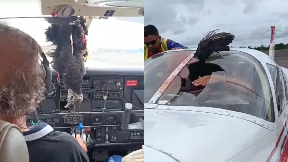 VÍDEO: urubu colide com avião e assusta tripulantes no Amazonas