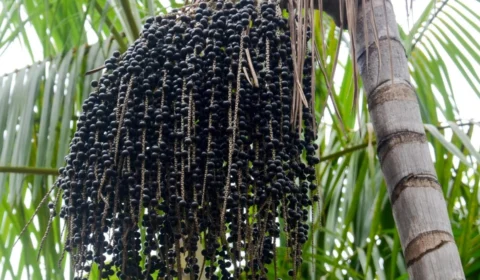 Açaí pode ficar até três vezes mais caro após reforma tributária
