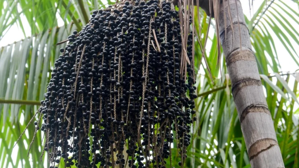 Açaí pode ficar até três vezes mais caro após reforma tributária