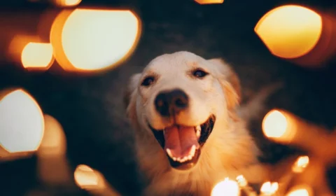 Como proteger os pets dos fogos de artifício no Ano Novo