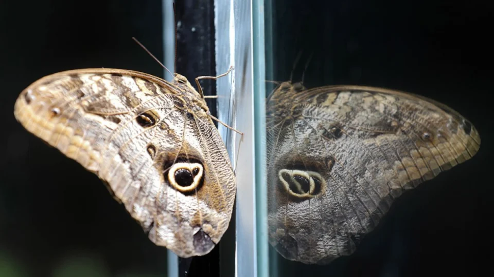 Férias no Zoológico de Brasília: Lazer e Educação