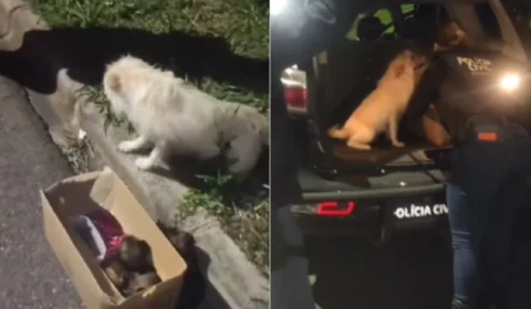 VÍDEO: cachorra pede ajuda para salvar filhotes e vira mascote da polícia no Paraná
