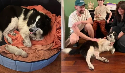 Cachorra resgatada surpreende ao dar à luz filhote gigante: “É como um urso polar”