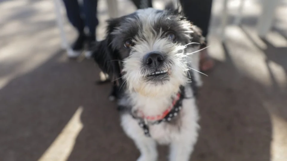 Dia Nacional dos Animais: lindas frases para enviar nesta data especial