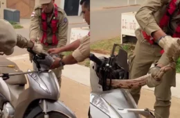 Mulher encontra jiboia dentro de moto em Manaus; veja vídeo