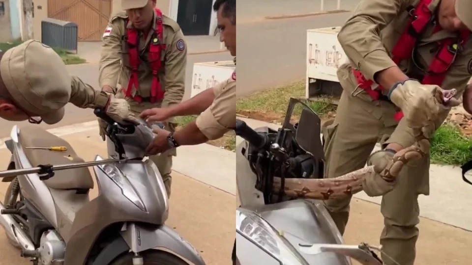 Mulher encontra jiboia dentro de moto em Manaus; veja vídeo