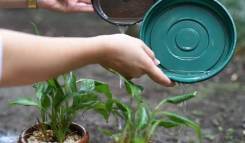 Dengue: ministério da Saúde intensifica ações de combate