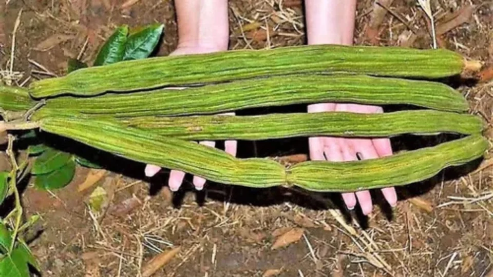 Conheça o ingá: fruto da ingazeira é comum em regiões de lagos e rios