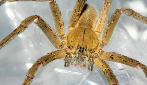 Homem está há dois dias ‘ereto’ após ser picado por aranha em Vilhena, Rondônia